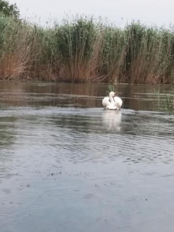 Constantin Si Elena Hotel Dunavăţu de Jos Buitenkant foto